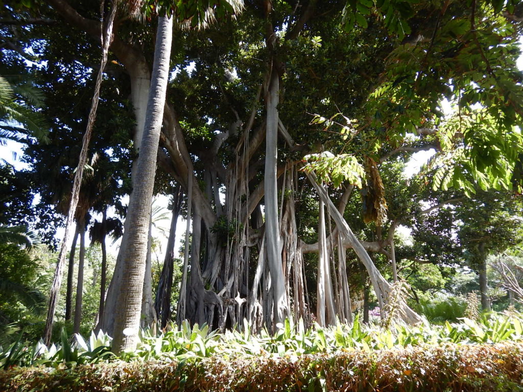 Jardin de aclimatation de La Orotava