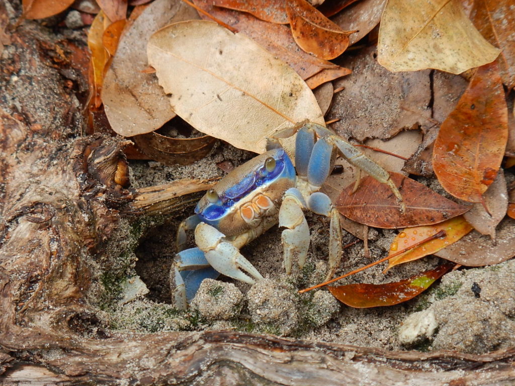 Martinique VI